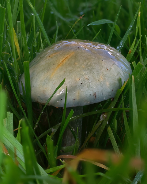 Peppery Roundhead
