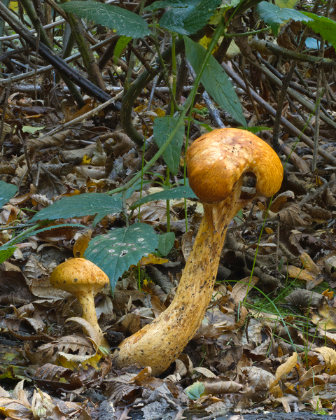 Cordyceps Longisegmentis