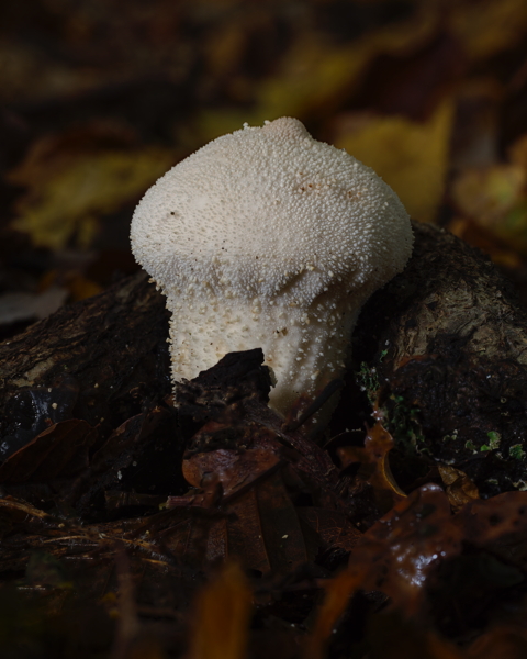 Pestle Puffball