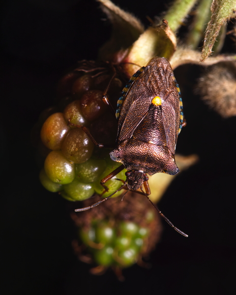 Forest Bug on Bramble
