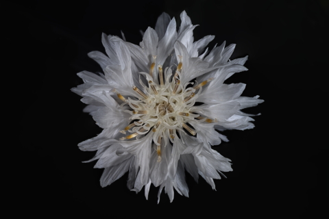 White Cornflower