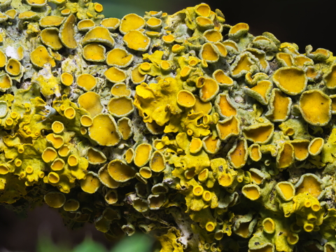 Yelllow Scale Lichen