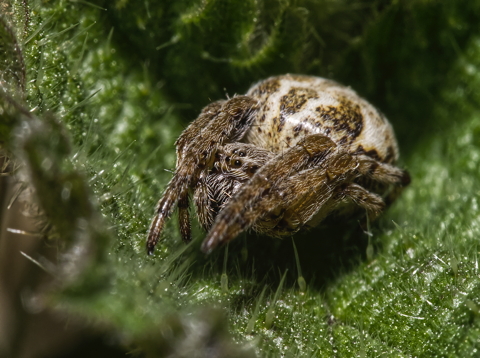 Orb Weaver in Nettle Leaf