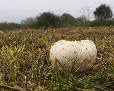 Giant Puffball