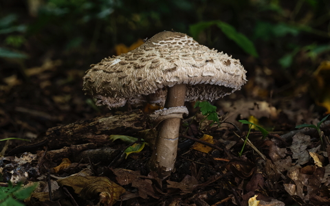 Parasol