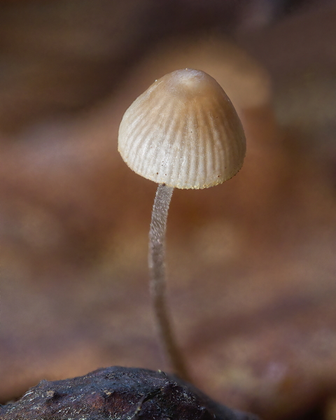 Angels Bonnet