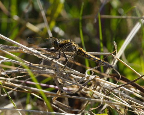 Black Tailed Skimmer