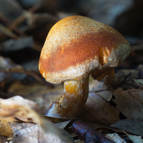 Sheathed Woodtuft