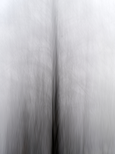 ICM Tree 4