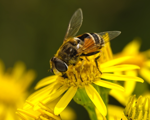 Hoverfly