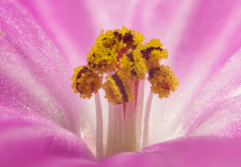 The heart of a Herb Robert Flower.  The centre third of this wide image is the stamens emerging from the white throat of the flower, covered in yellow pollen grains.  The candy striped white and magenta sides of the flower show the texture in the petals with the front and rear out of focus.