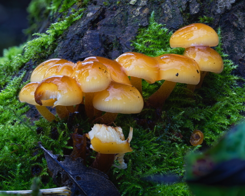 Sulphur Tuft