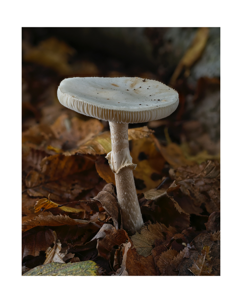 A tall white mushroom fills the frame.  There is a narrow stem supporting a very broad filled cap.  The foliage beneath and beyond is golden brown, with occasional mid green hues, and vanished out of focus beyond the mushroom.