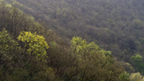 Monsal