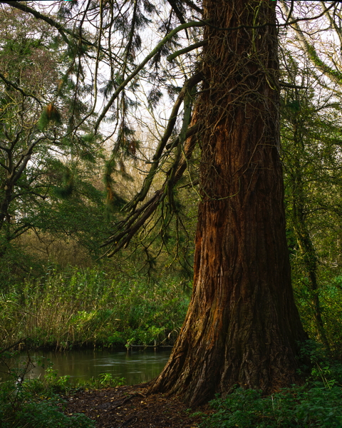 Red Wood