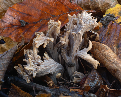 Upright Coral