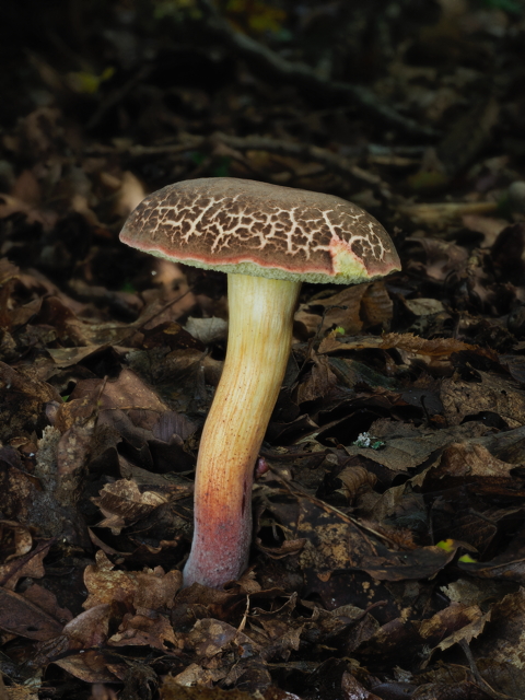 Bluefoot Bolete