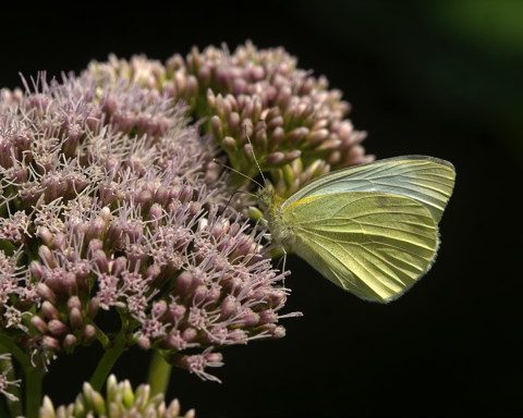 Green Veined White