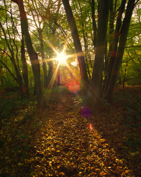Autumn Flare