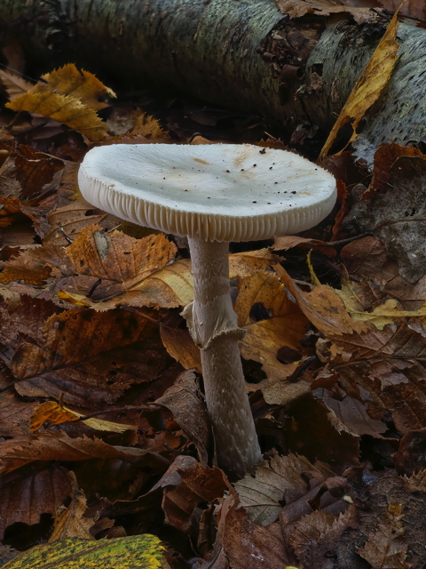 Destroying Angel