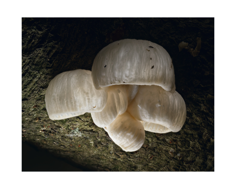 A cluster of white mushrooms emerge from the side of a fallen tree, shiny and illuminated from below to show their semi transparent structure.