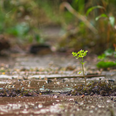 Wet Shoots