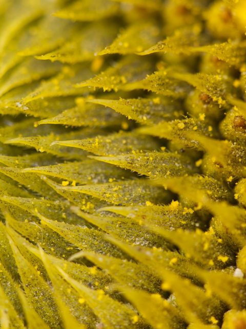 Sunflower florets