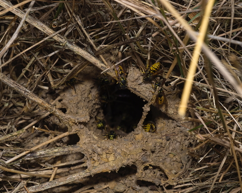 Wasp Nest