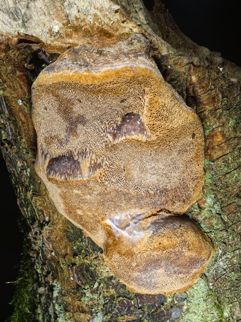 Rusty Pore Crust