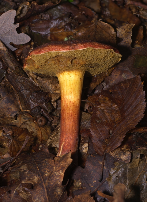 Bluefoot Bolete