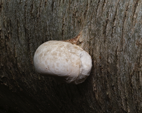 Birch Polypore