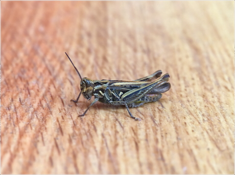 Grasshopper