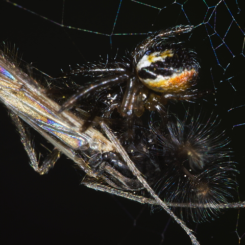 Orb Weaver on Gnat
