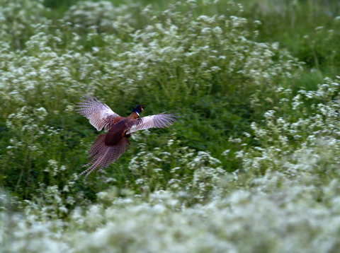 Pheasant In Spring Camo