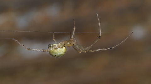 Long jawed Orb Weaver
