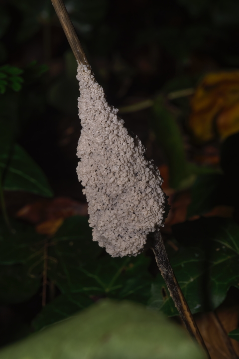 Dog Sick Slime Mould