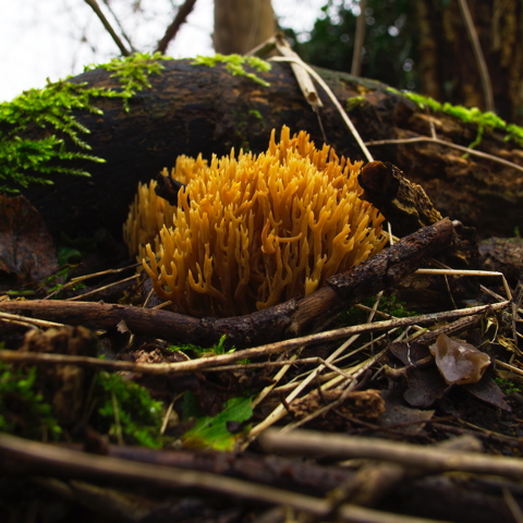 Yellow Stagshorn