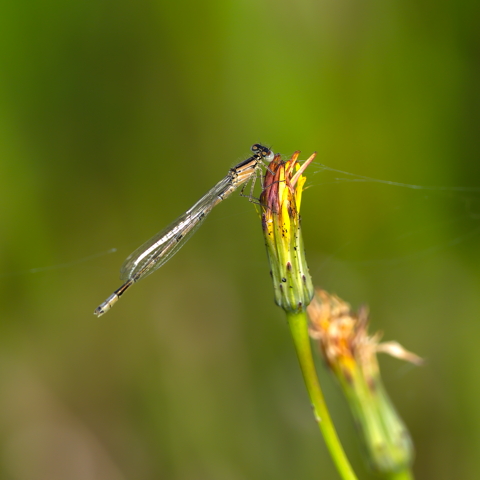 Southern Demoiselle Female