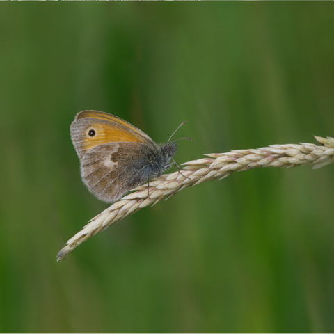 Grayling