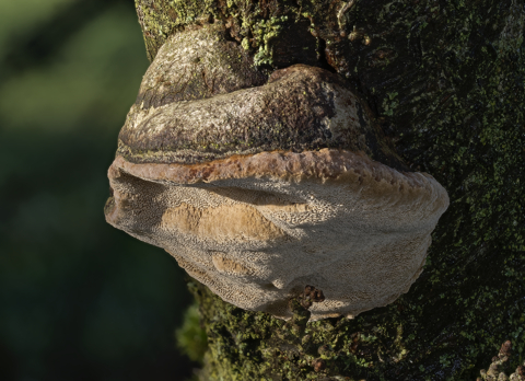 Alder Bracket
