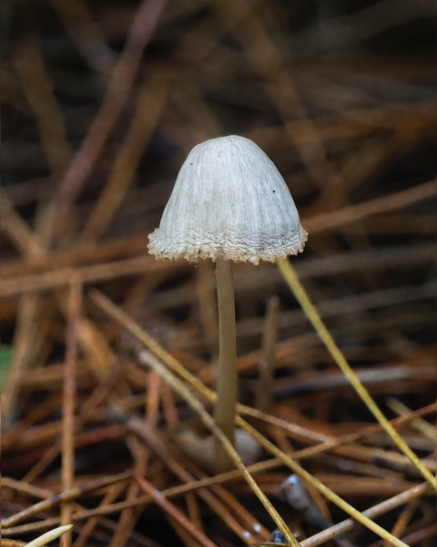 Oak Bonnet