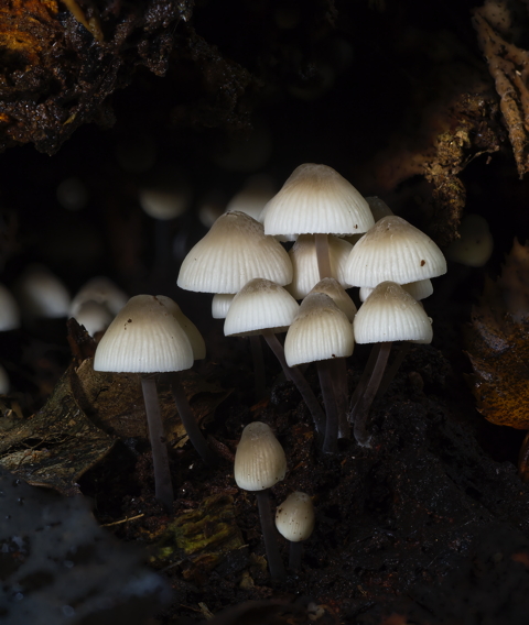 Angels Bonnet