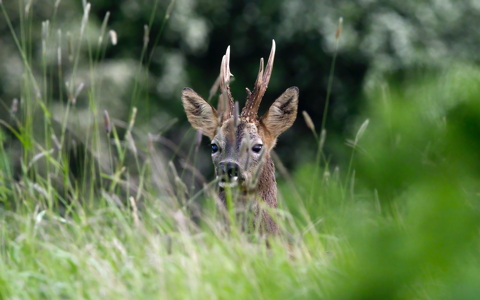Pointy Antlers