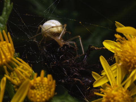 Orb Weaver on Bee