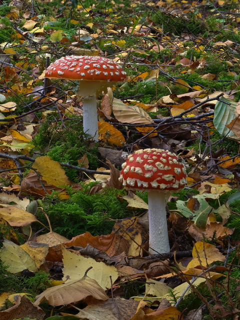 Fly Agaric