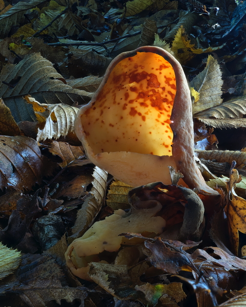 Hares Ear