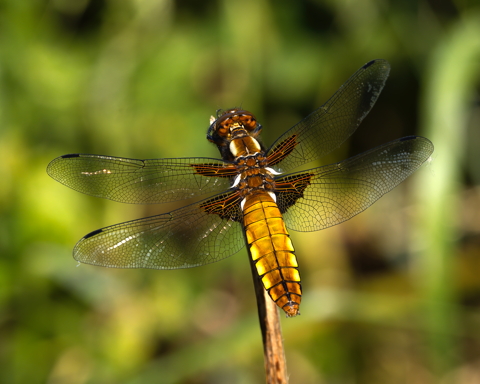 Broad Bodied Chaser Female