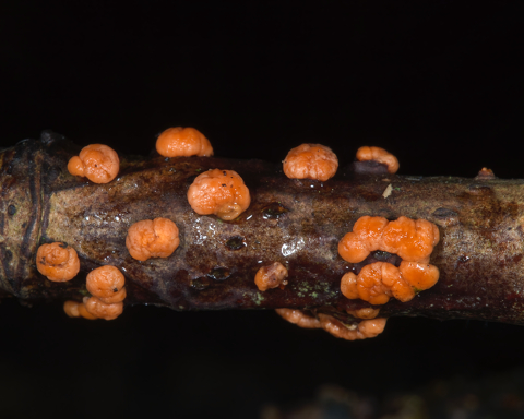 Red Raspberry Slime Mould