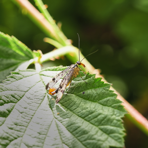 Scorpion Fly
