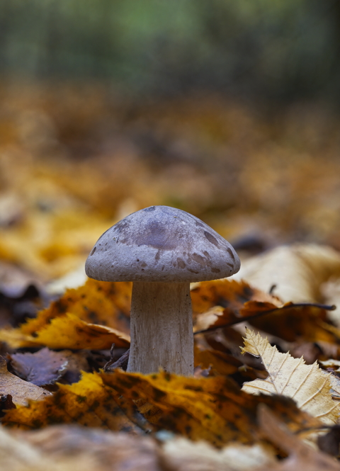 Mottled Bolete